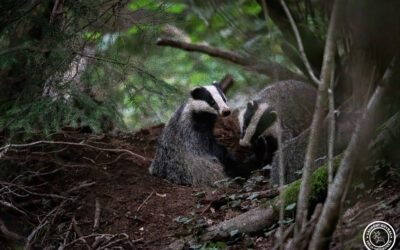 Les animaux nocturnes de nos forêts